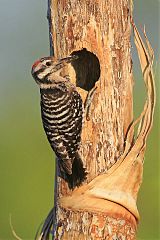 Ladder-backed Woodpecker